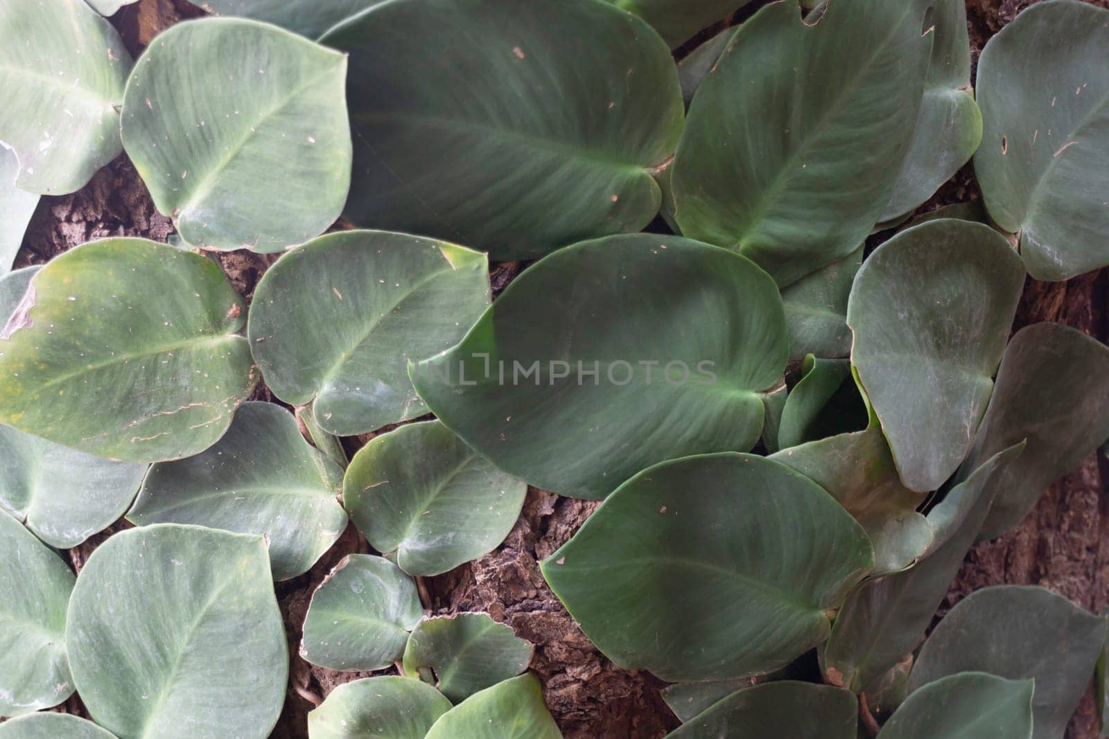 Beautiful tropical green plant and tree decorated in resort garden, stock photo