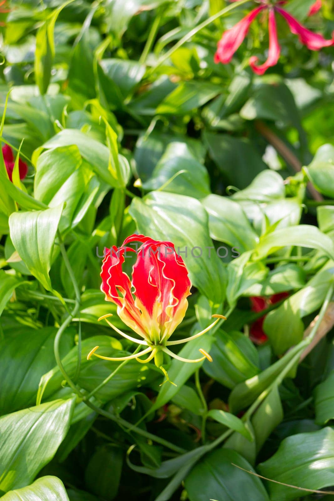 Thai agricultural produce to be exhibited at the fair, stock photo