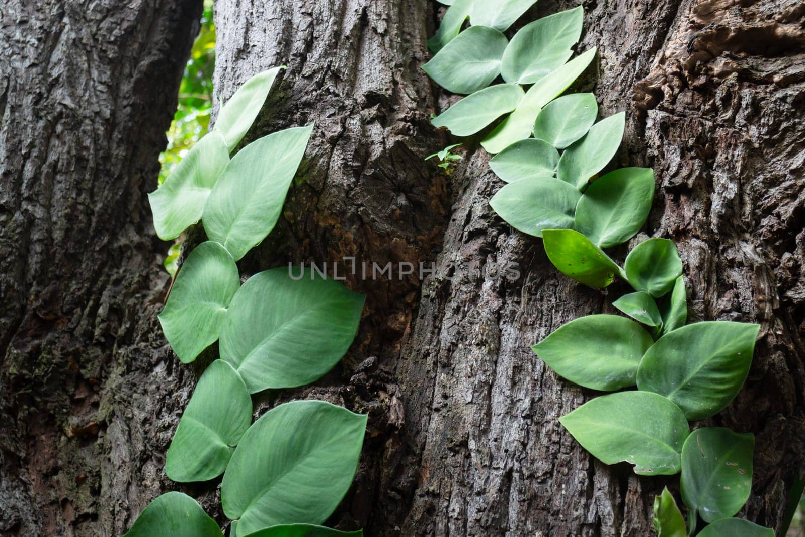Beautiful tropical green plant and tree decorated in resort garden, stock photo