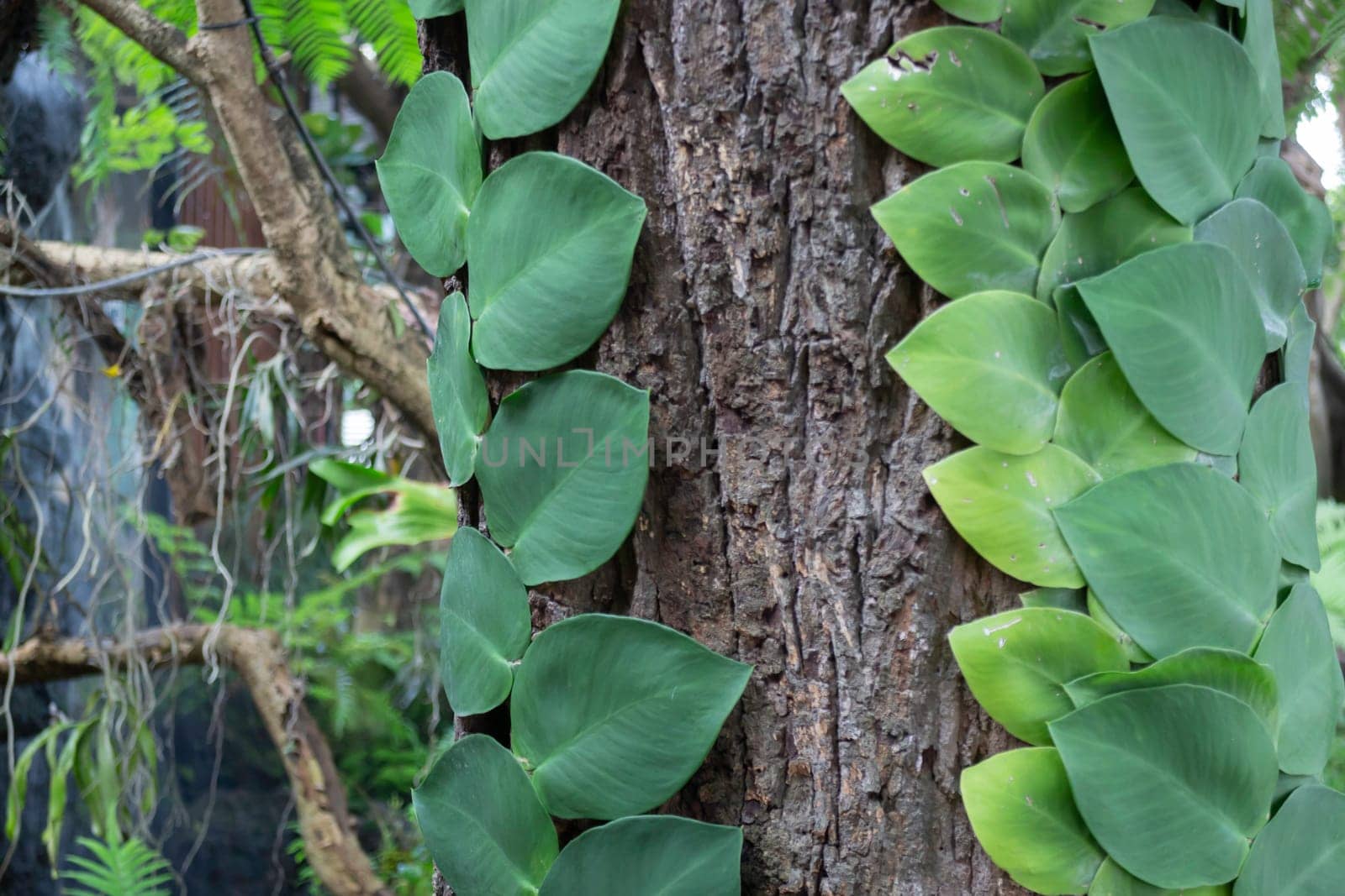 Beautiful tropical green plant and tree decorated in resort garden, stock photo
