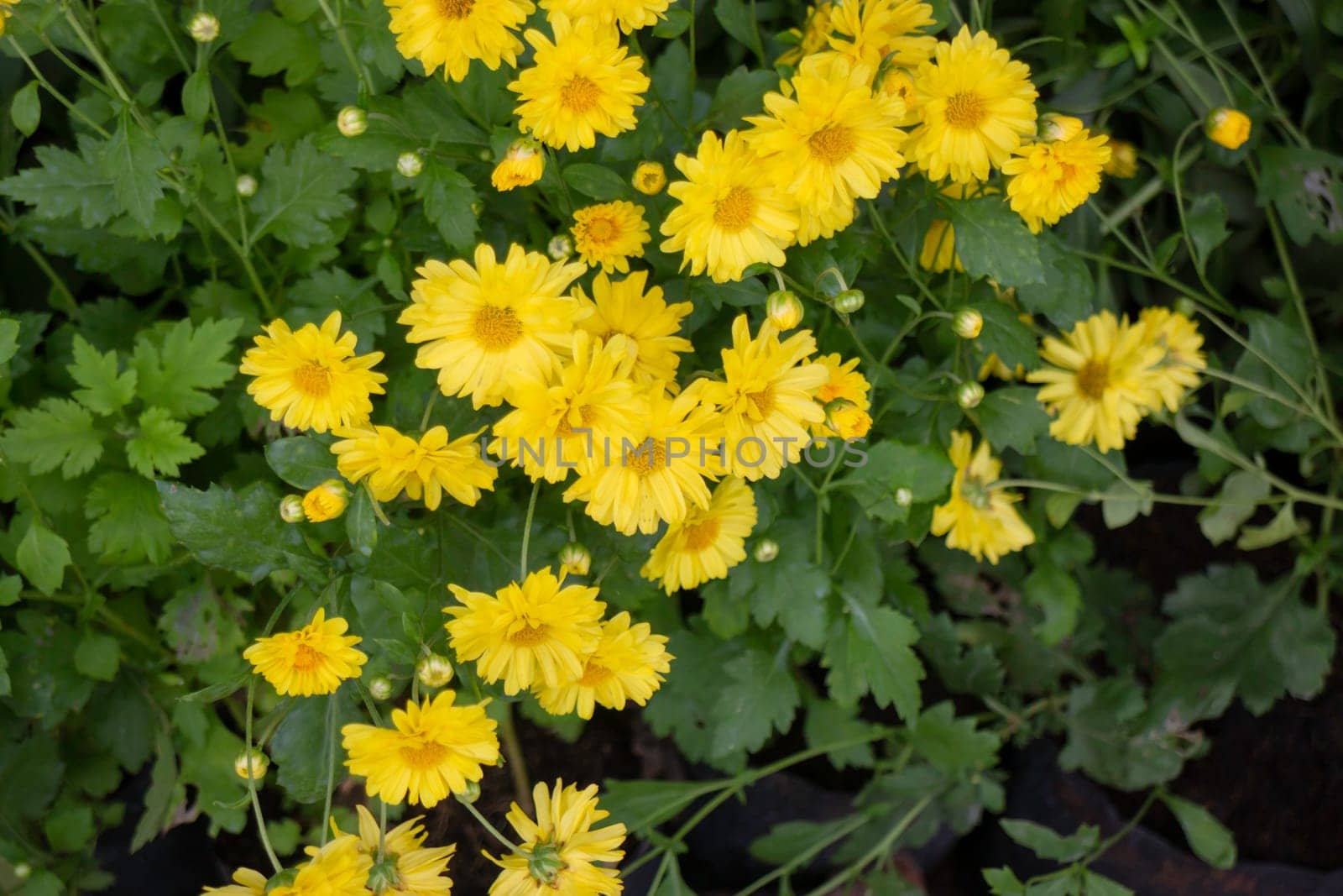 Beautiful tropical green plant and tree decorated in resort garden, stock photo