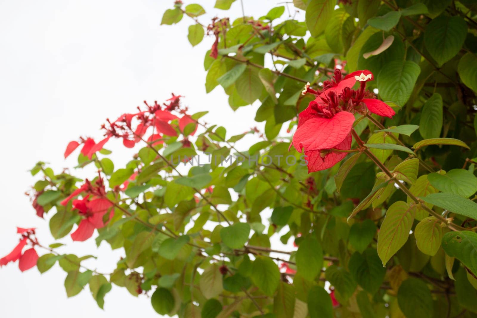 Beautiful tropical green plant and tree decorated in resort garden, stock photo