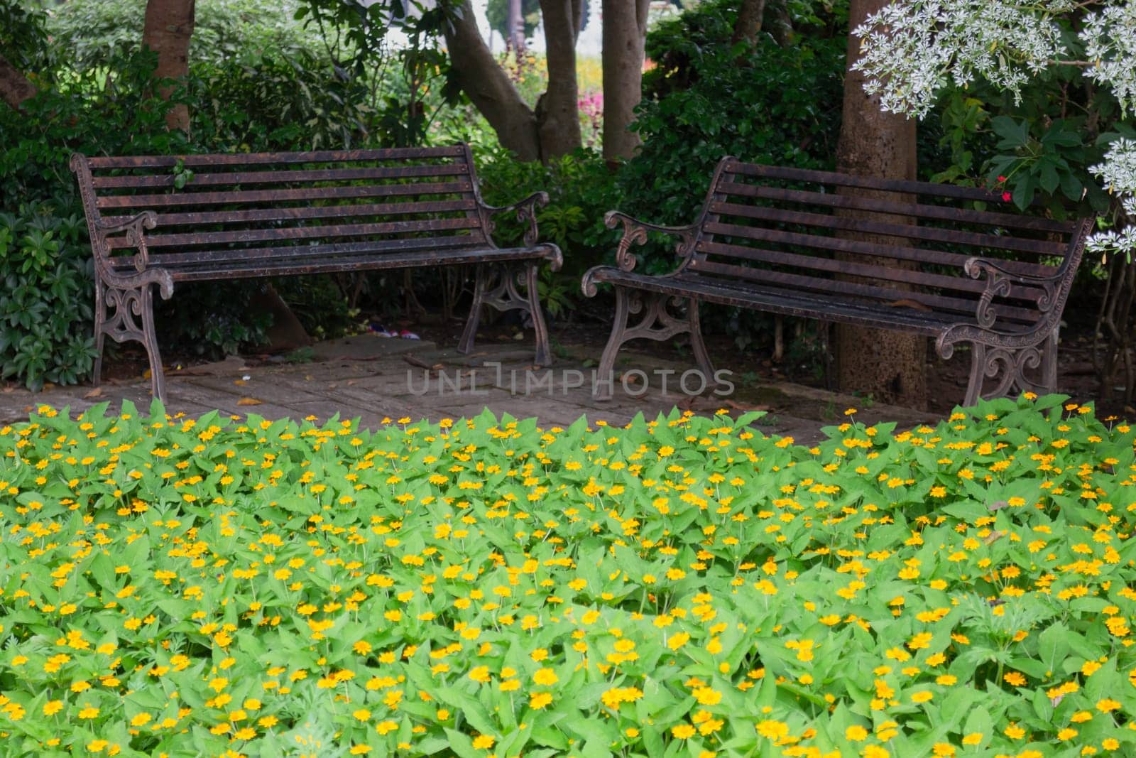 Beautiful tropical green plant and tree decorated in resort garden, stock photo