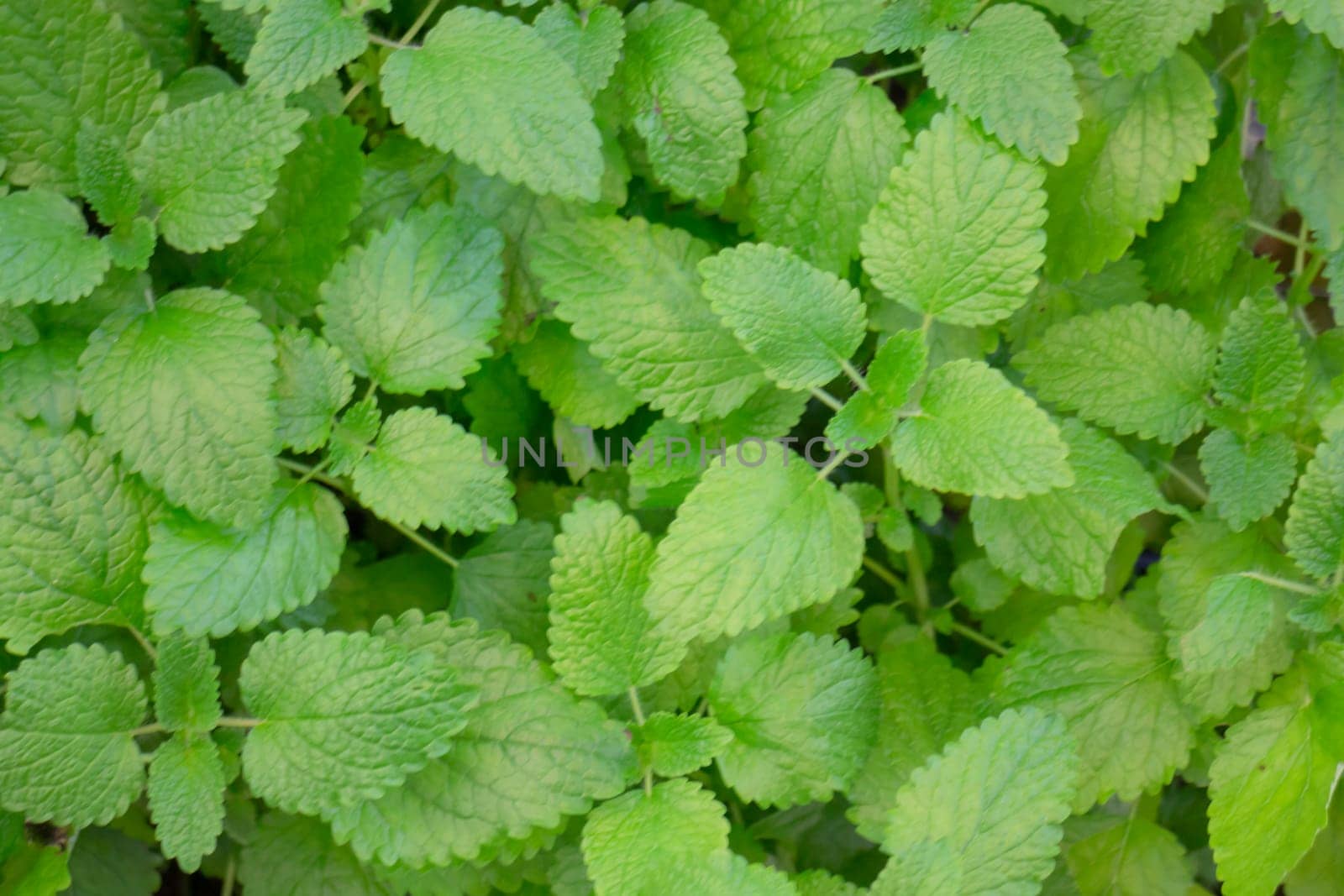 Beautiful tropical green plant and tree decorated in resort garden, stock photo