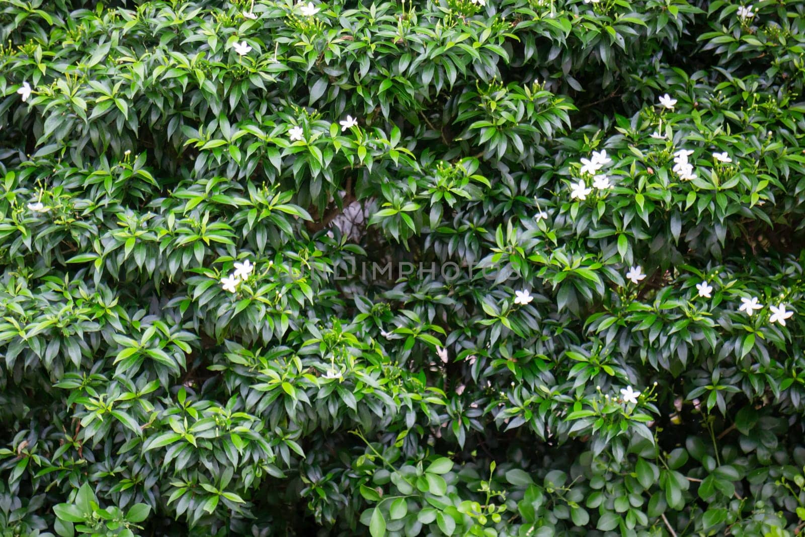 Beautiful tropical green plant and tree decorated in resort garden, stock photo