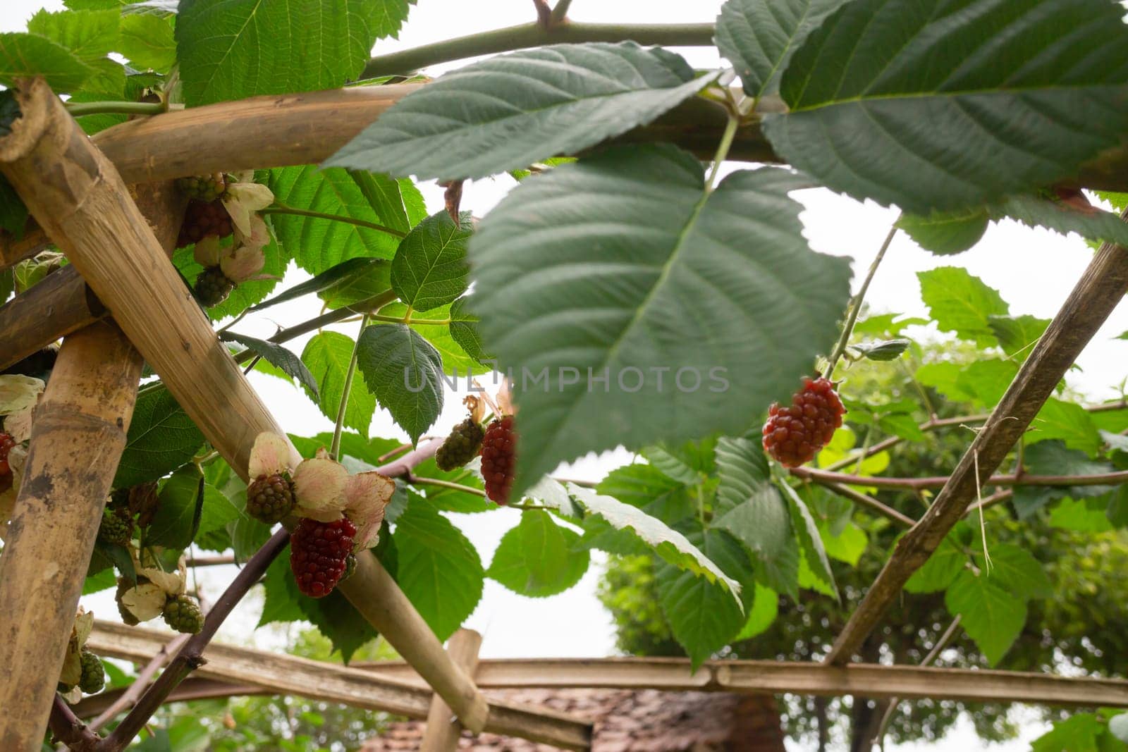 Beautiful tropical green plant and tree decorated in resort garden, stock photo