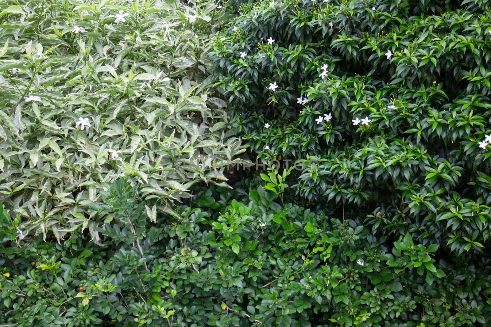 Beautiful tropical green plant and tree decorated in resort garden, stock photo