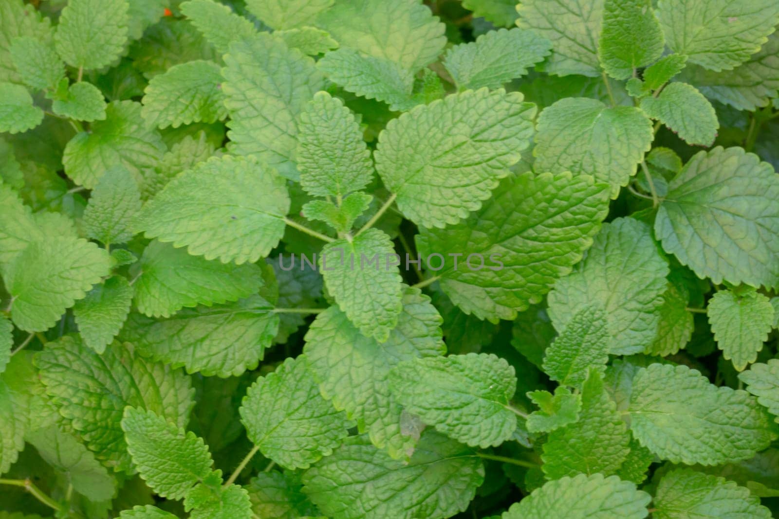 Beautiful tropical green plant and tree decorated in resort garden, stock photo