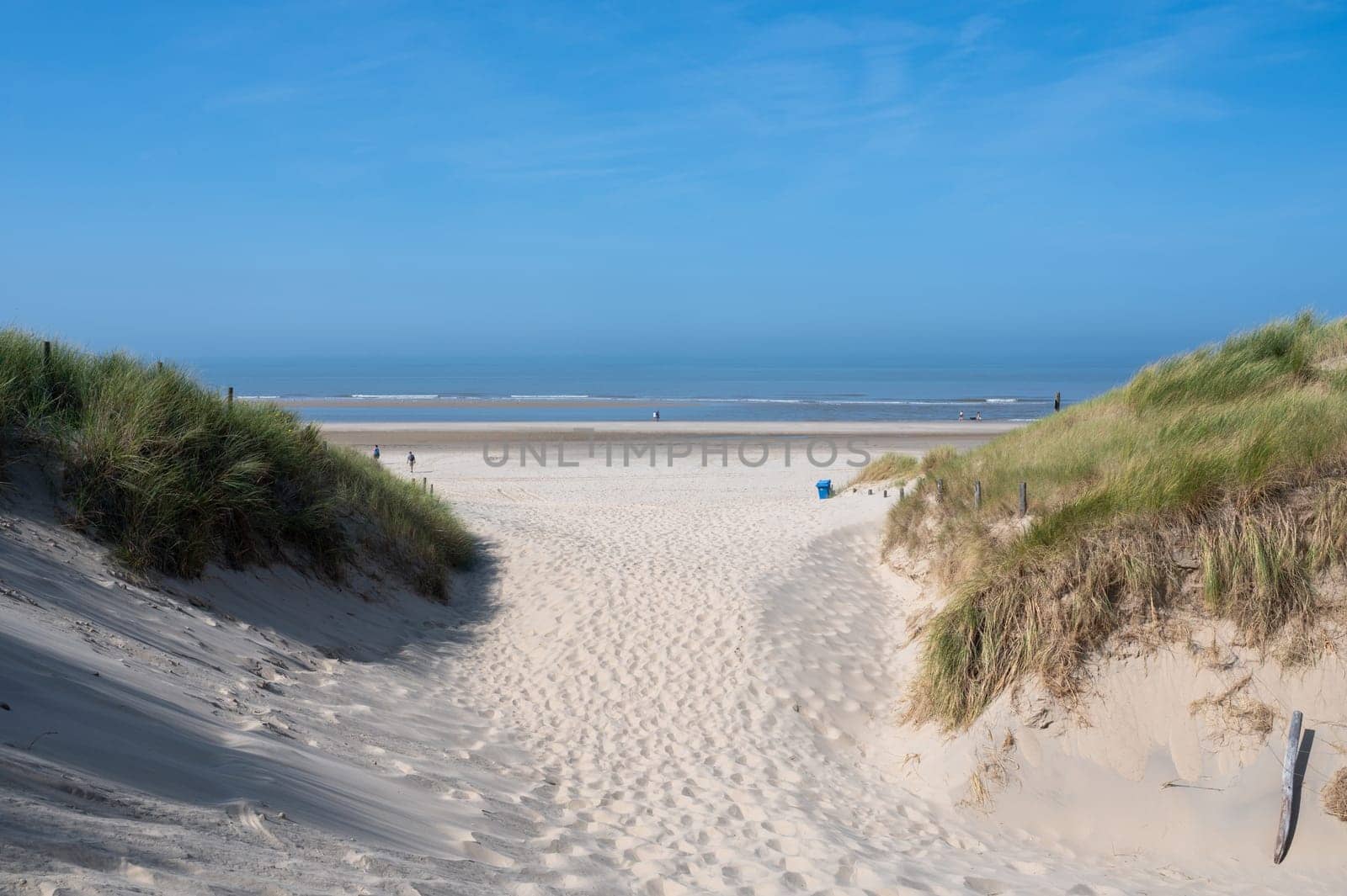 View over the dunes with beach grass towards the sea, on the North Sea coast in the Netherlands with a blue sky