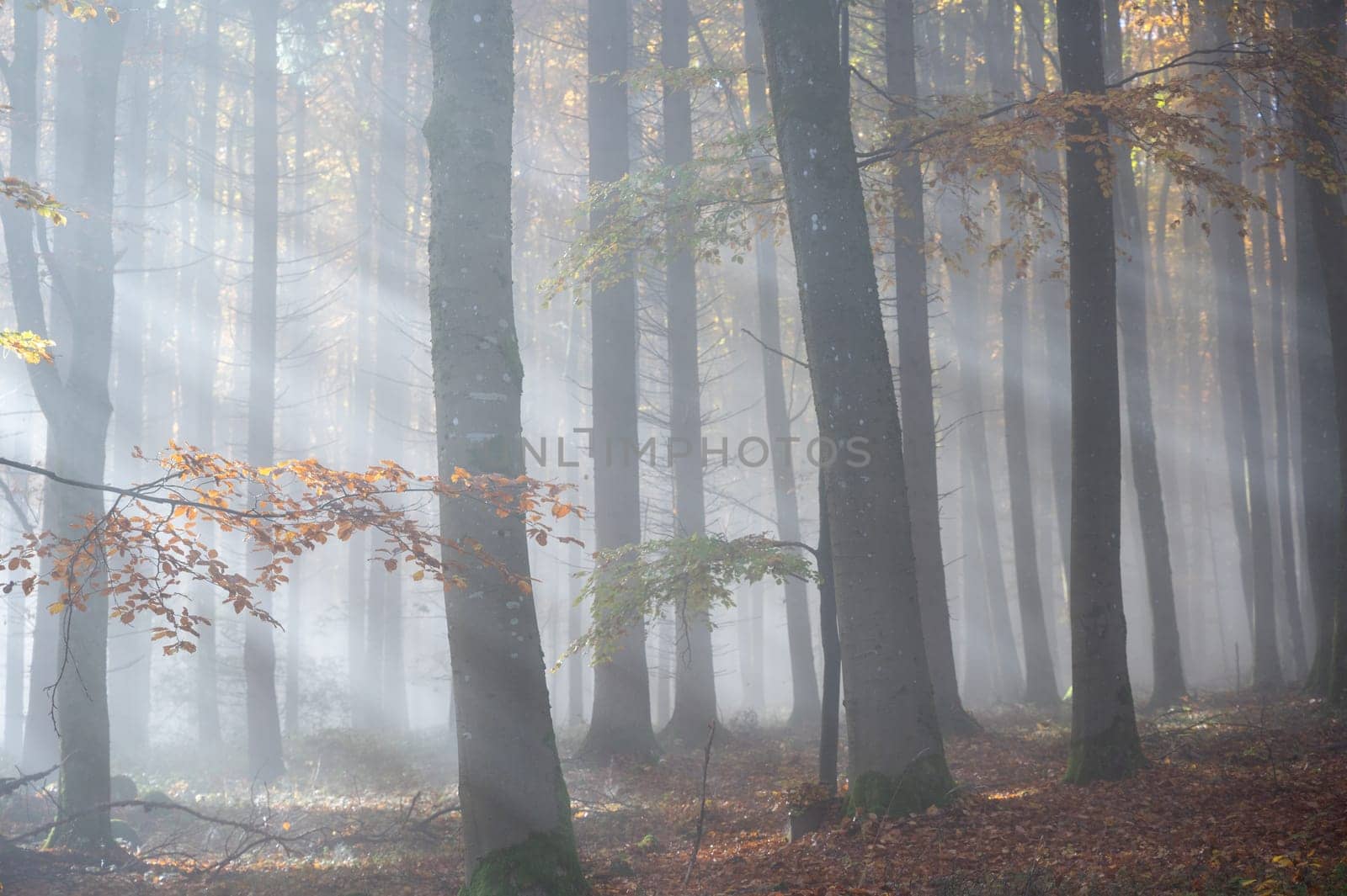 Sun shines in the morning fog in a forest in autumn
