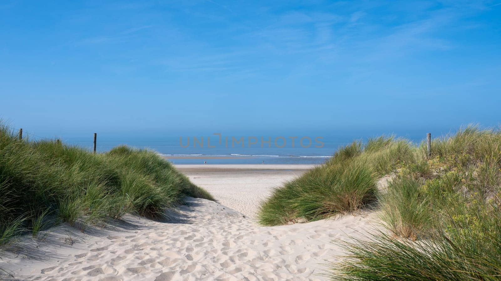 View over the dunes with beach grass towards the sea, on the North Sea coast in the Netherlands with a blue sky