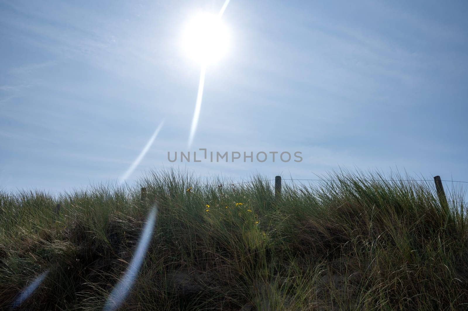 Dunes with beach grass, bright sun and a barbed wire fence on the North Sea coast in the Netherlands
