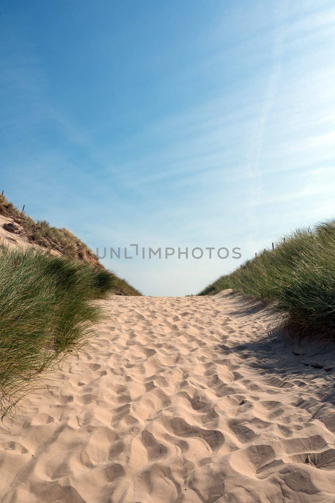 A path through a dune landscape with beach grass on the North Sea coast in the Netherlands