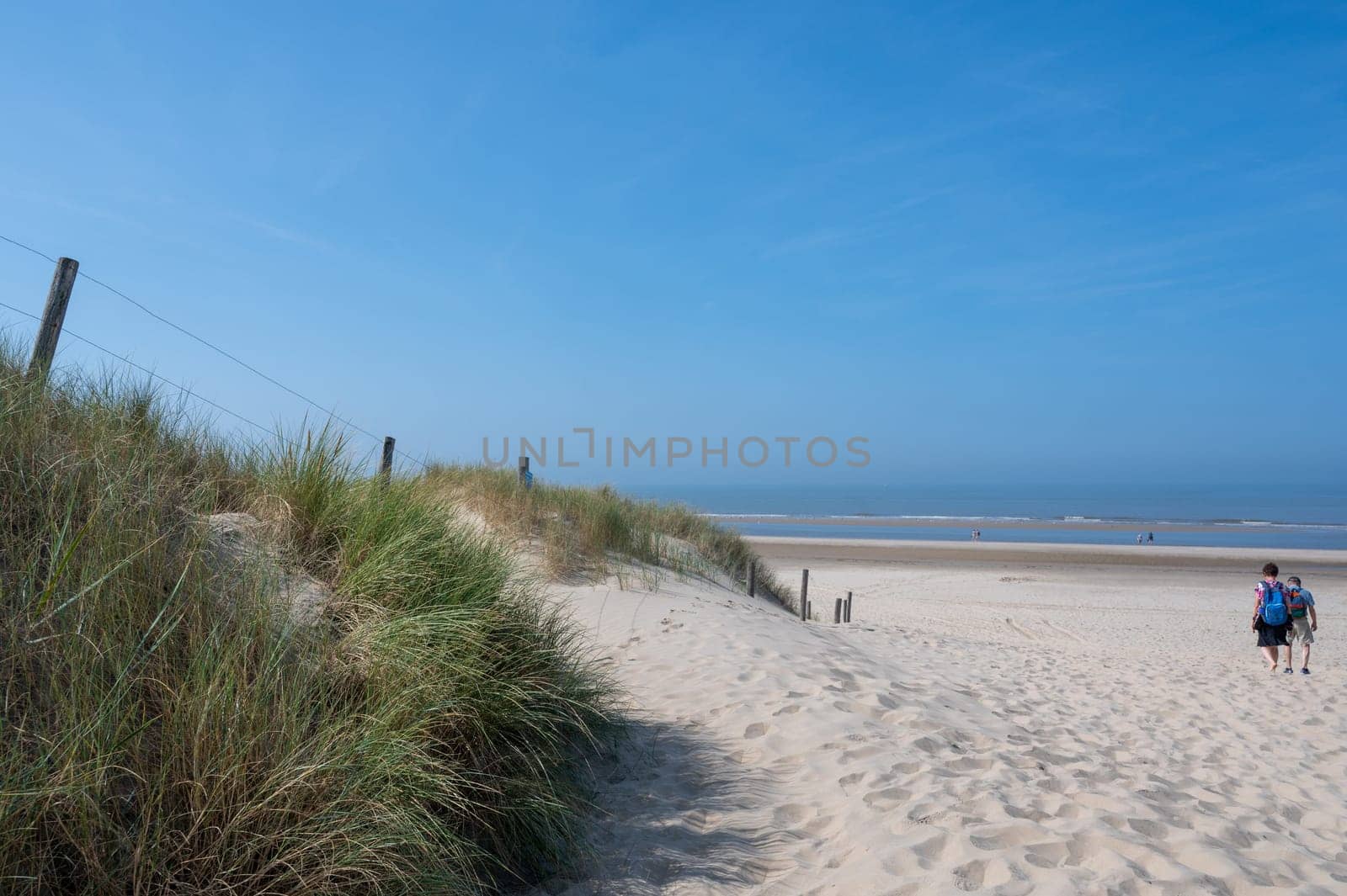 View over the dunes with beach grass towards the sea, on the North Sea coast in the Netherlands with people and a blue sky