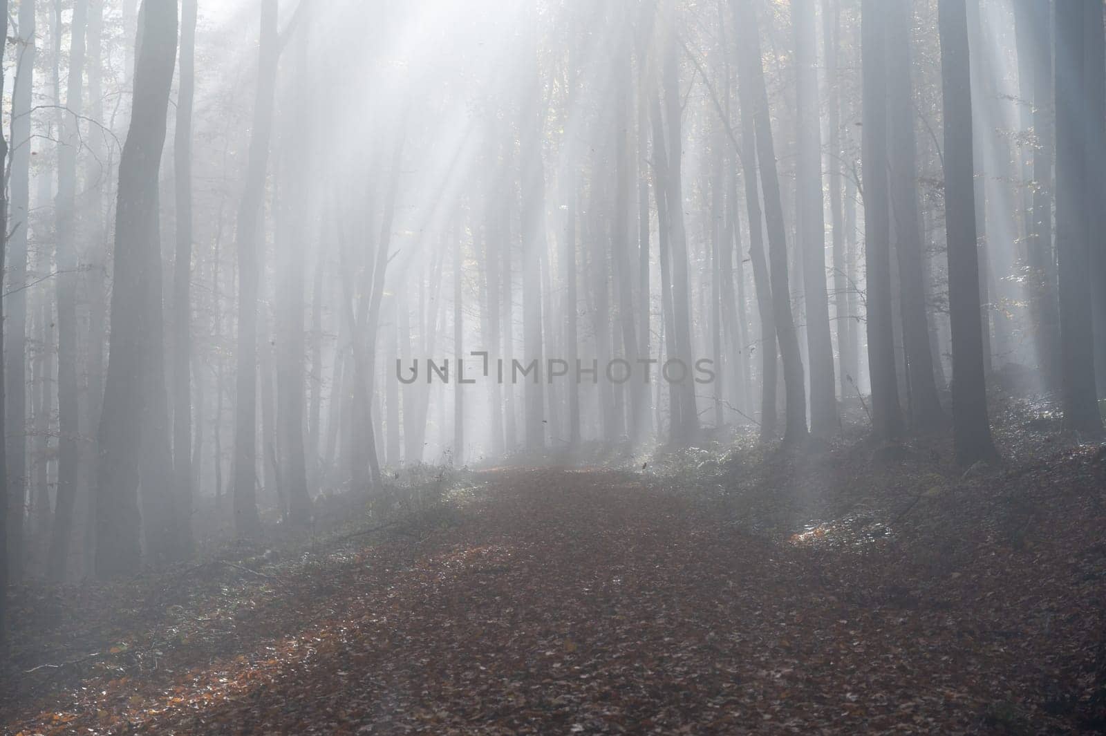 Sun shines in the morning fog in a forest in autumn