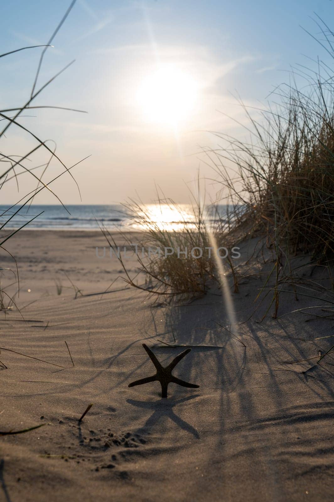 A starfish stands in the sand of a dune, on a beach with beach grass at sunset
