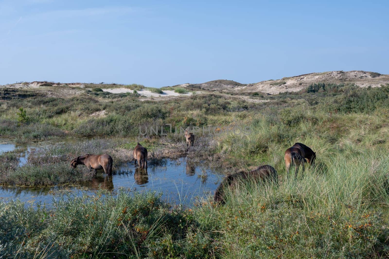 Konik wild horses and Exmoor ponies live in a dune landscape in a nature reserve, for a natural management of the dunes to curb the proliferation of the bushes, near Egmond aan Zee in the Netherlands