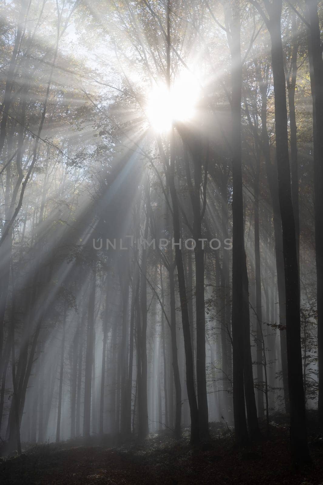 Sun shines in the morning fog in a forest in autumn