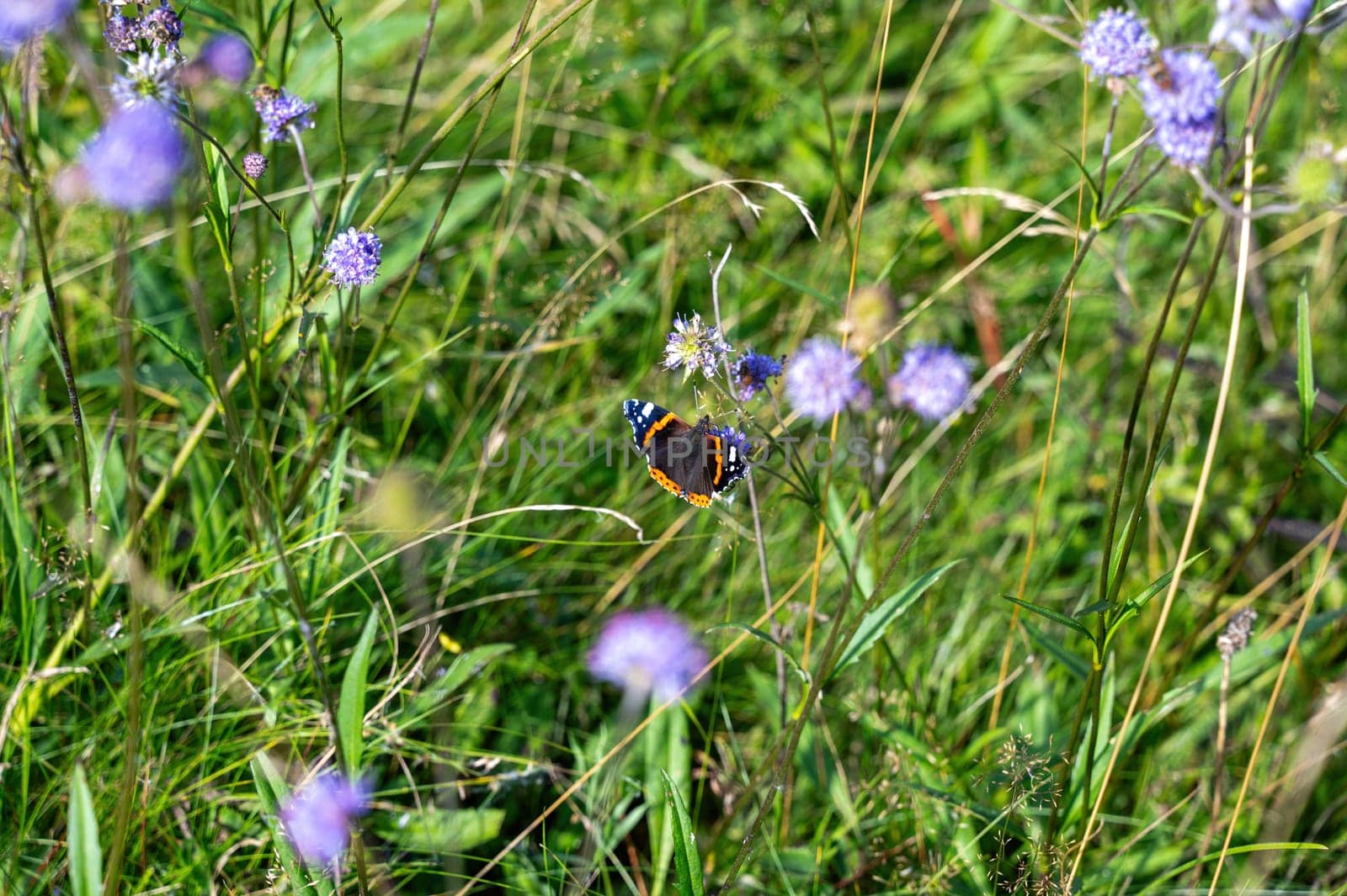 An admiral butterfly (Vanessa atalanta) sits on a purple flower in a green meadow