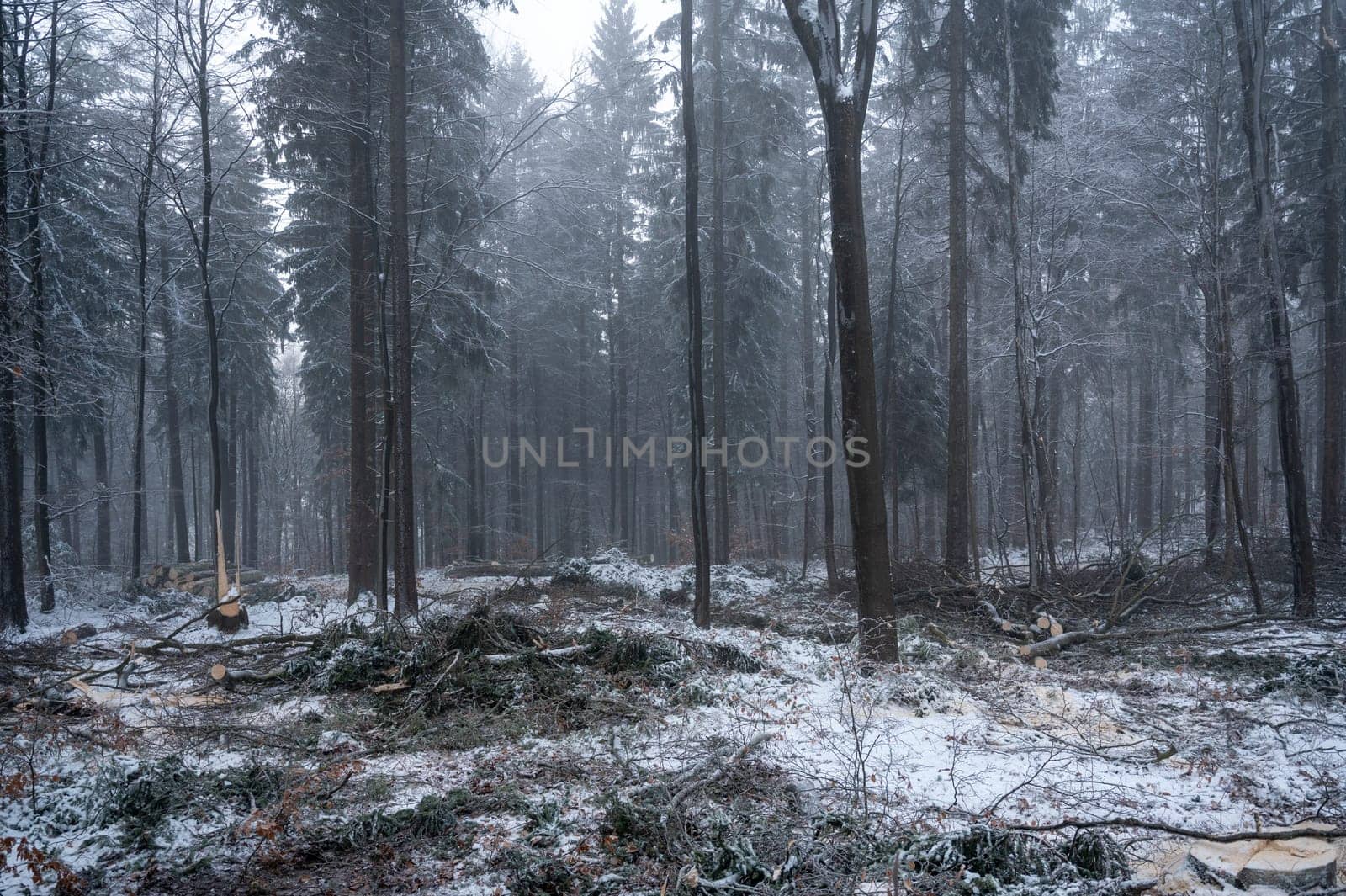 Trees in a forest in winter with snow and fog