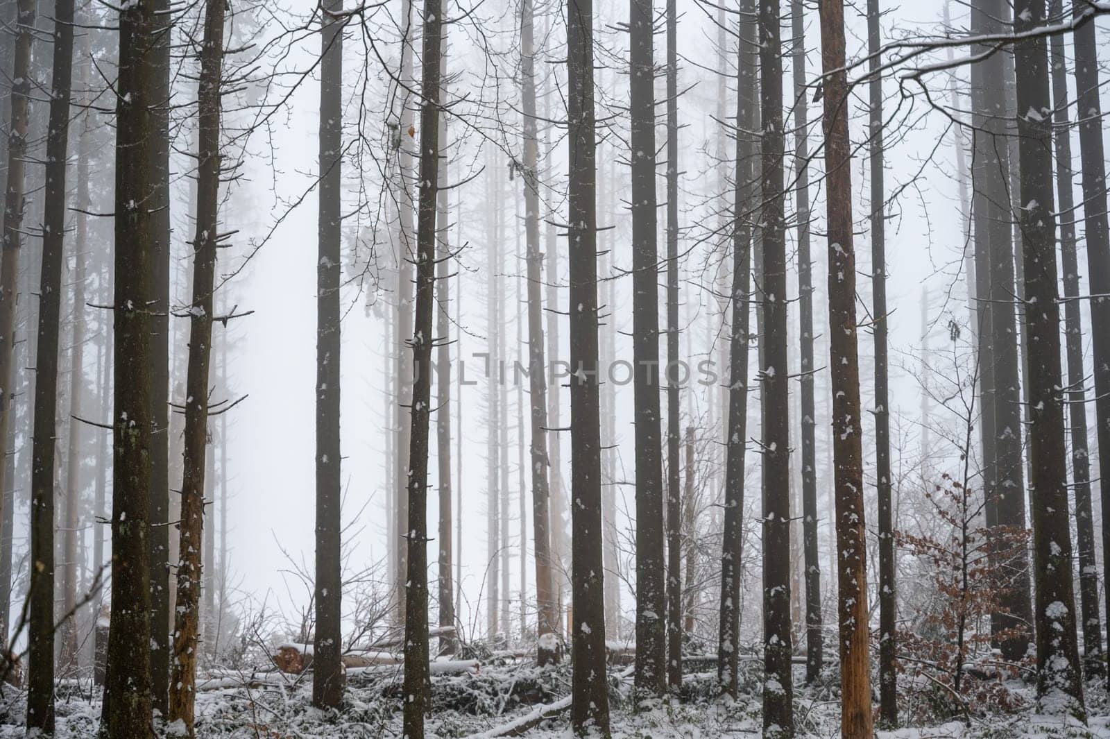 Trees in a forest in winter with snow and fog