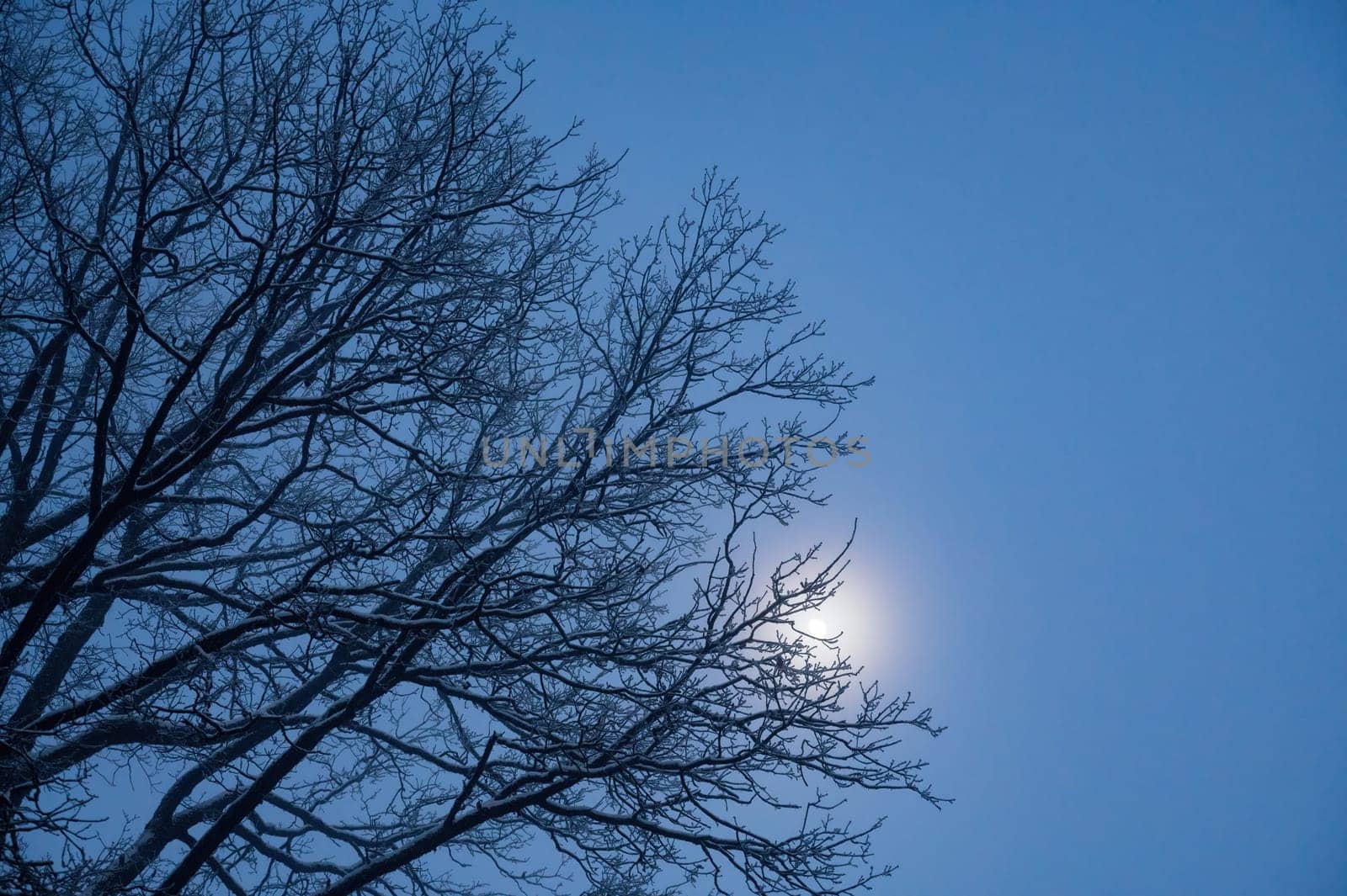 Moon shines behind the snow-covered branches on a cold winter night