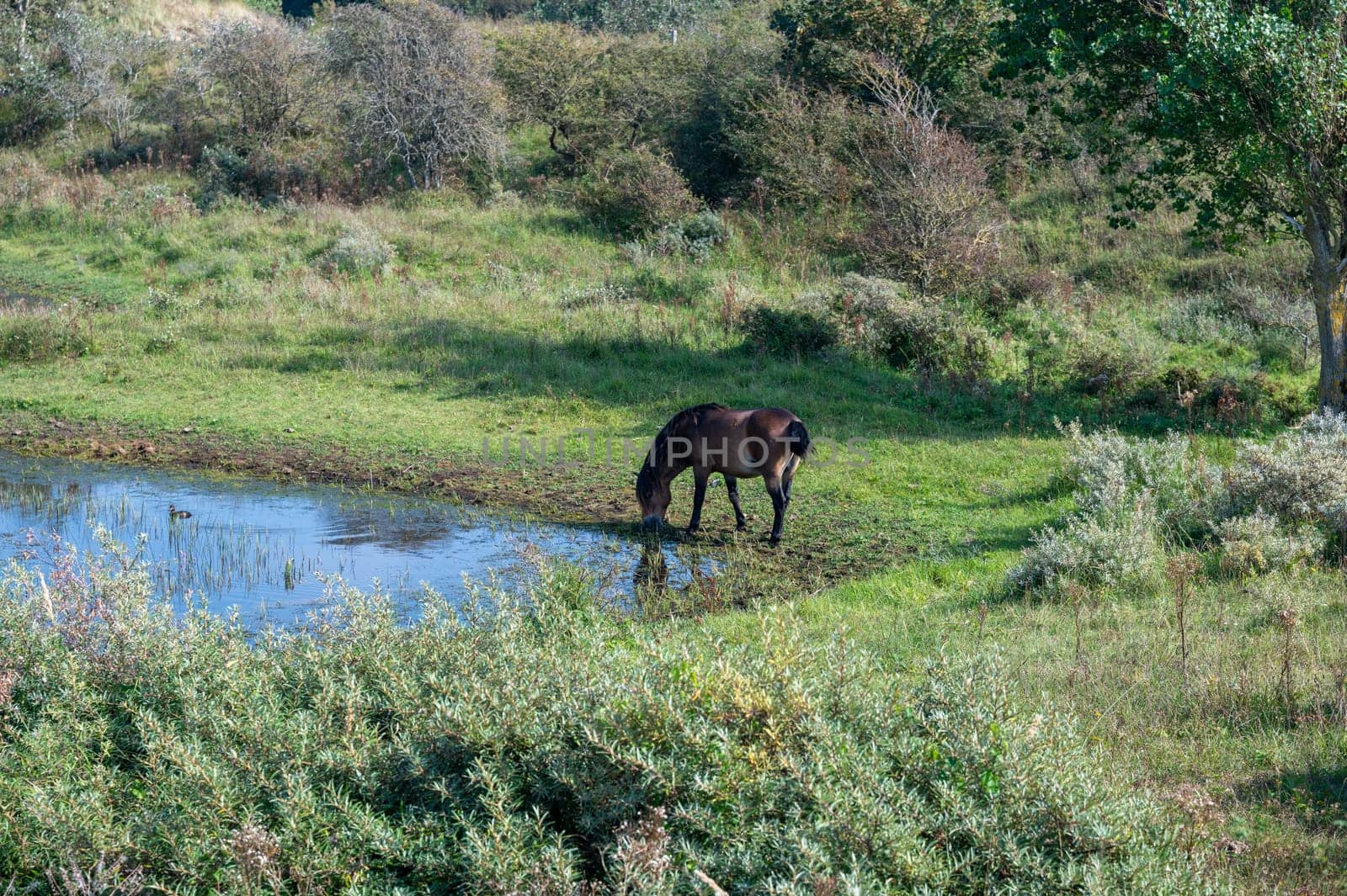 Konik wild horses and Exmoor ponies live in a dune landscape in a nature reserve, for a natural management of the dunes to curb the proliferation of the bushes, near Egmond aan Zee in the Netherlands