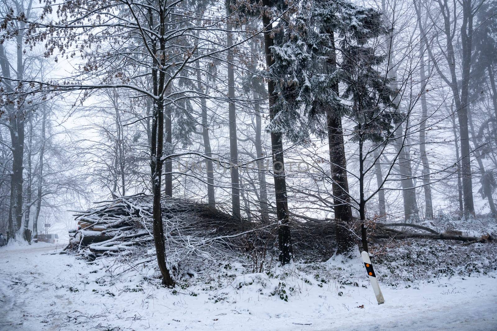 Trees in a forest in winter with snow and fog