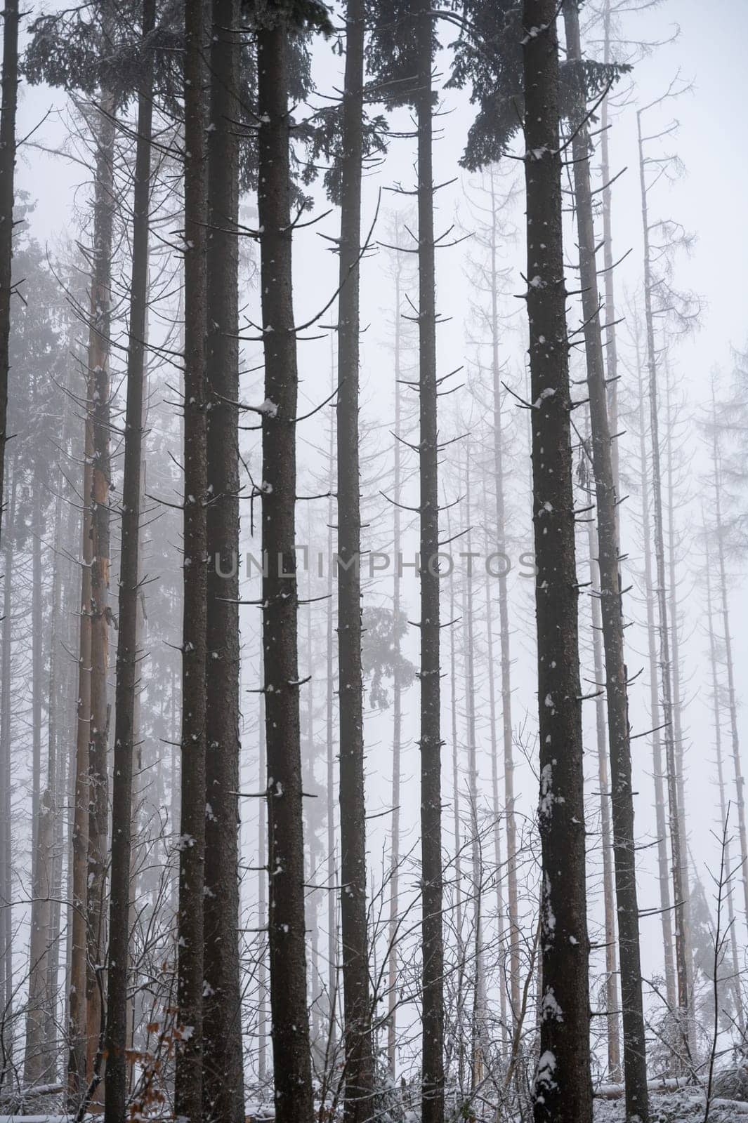 Trees in a forest in winter with snow and fog
