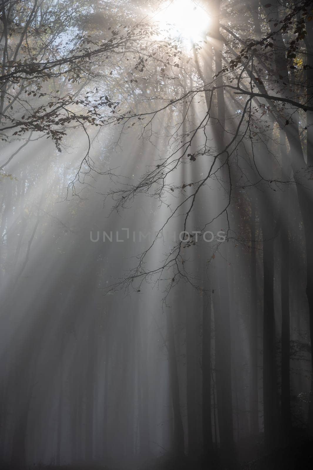 Sun shines in the morning fog in a forest in autumn