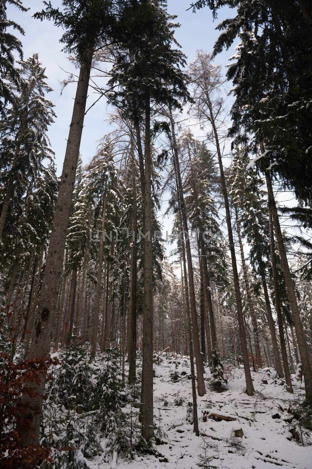 Snow covered trees in a forest with blue sky in winter time