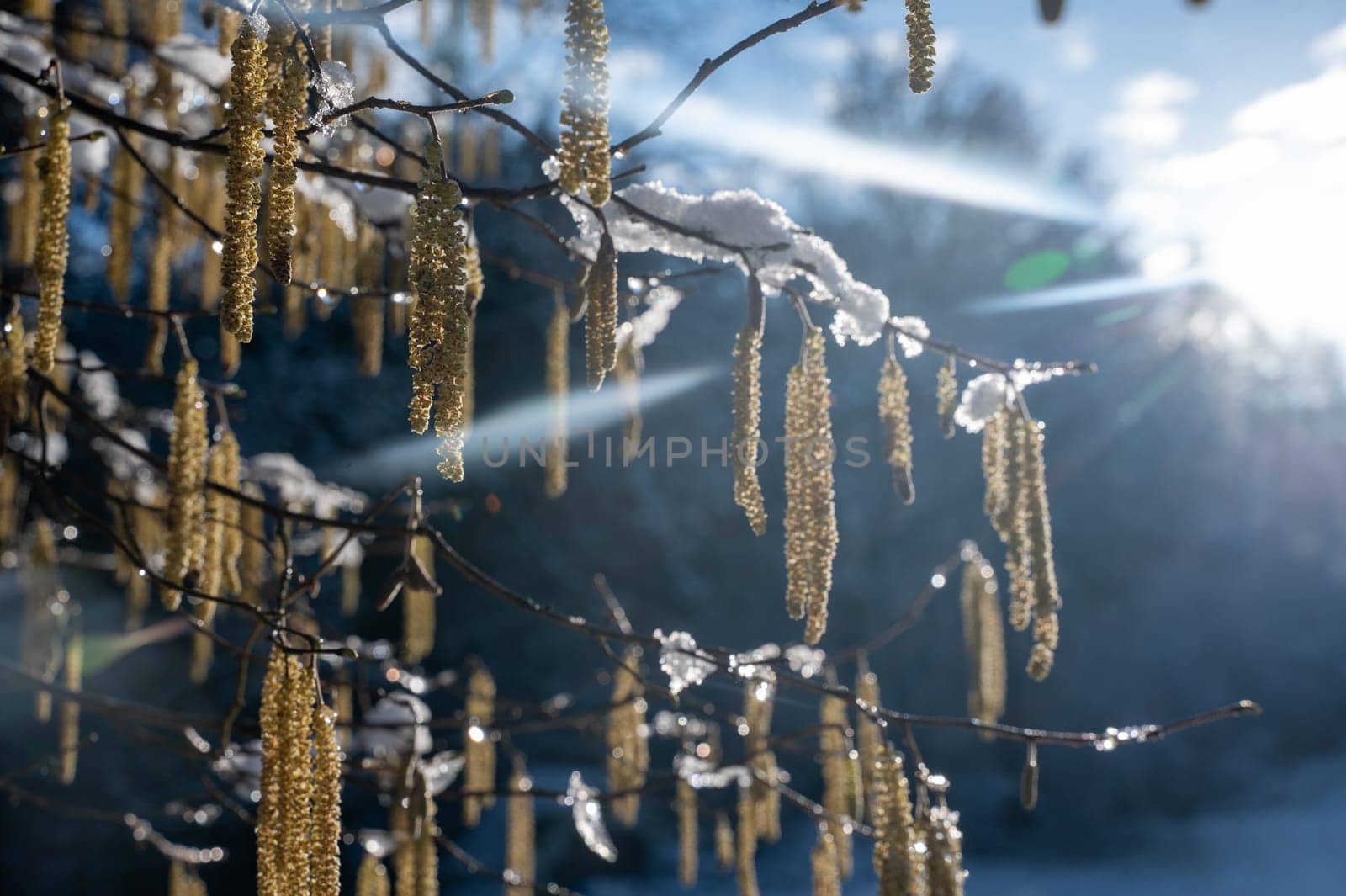Hazel bush with flowers in winter ( Corylus avellana ) covered in snow in winter with shining sun