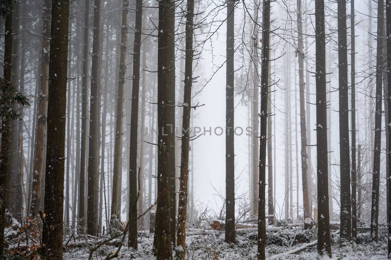 Trees in a forest in winter with snow and fog