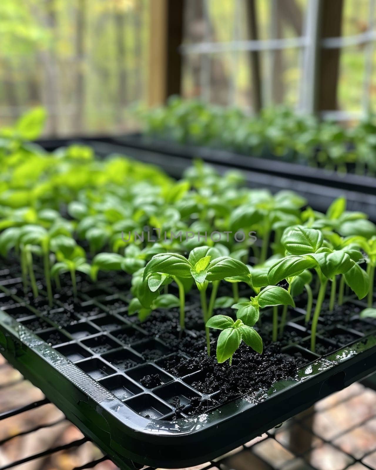 A lush, verdant herb garden flourishes within the sheltered confines of a greenhouse, its vibrant green leaves and delicate stems creating a serene, natural tableau