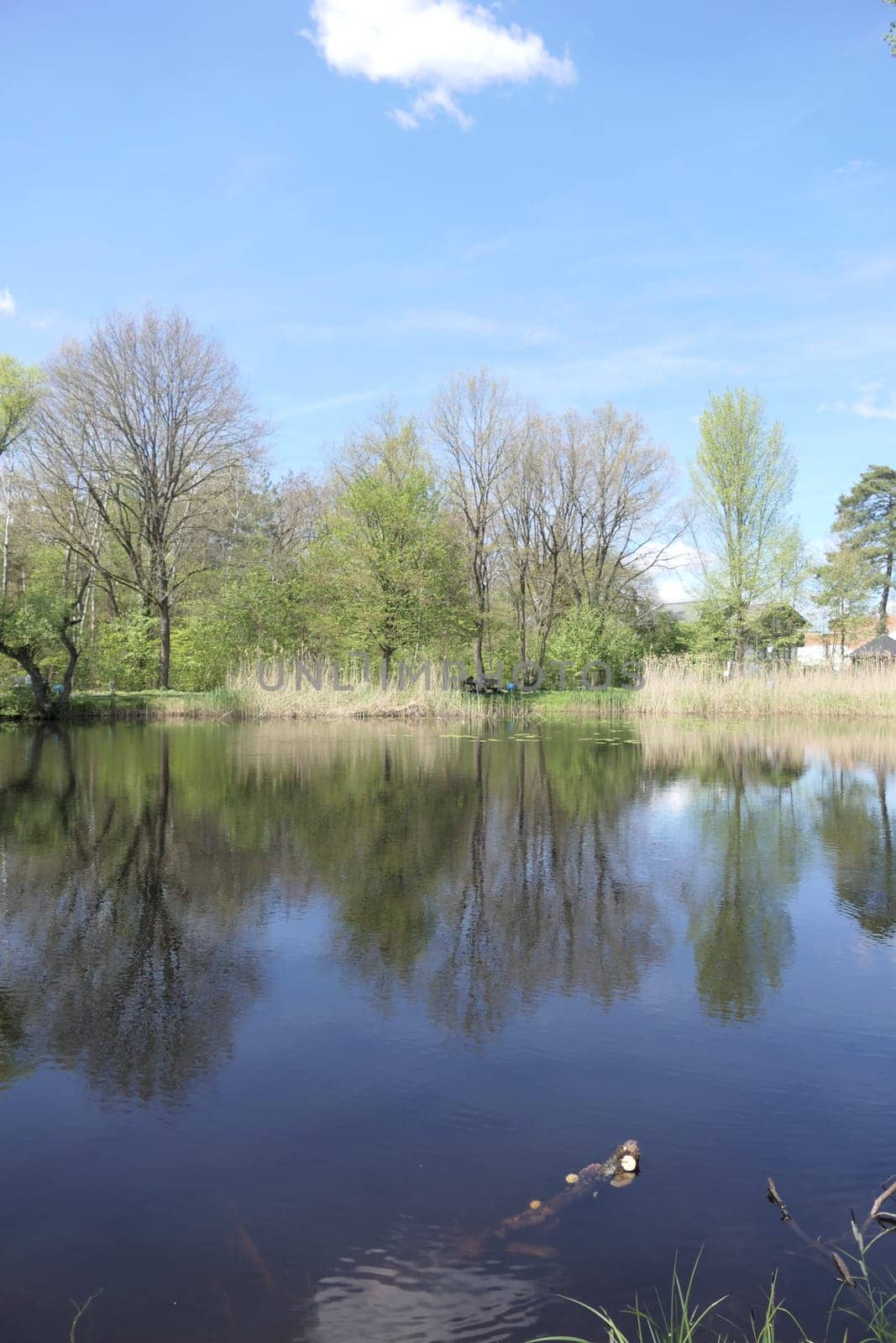 Seerosenweiher bei Muehlheim am Main