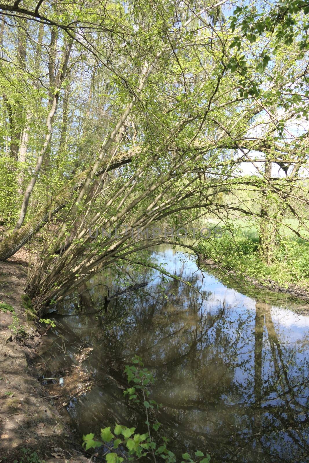 Rodau bei Laemmerspiel