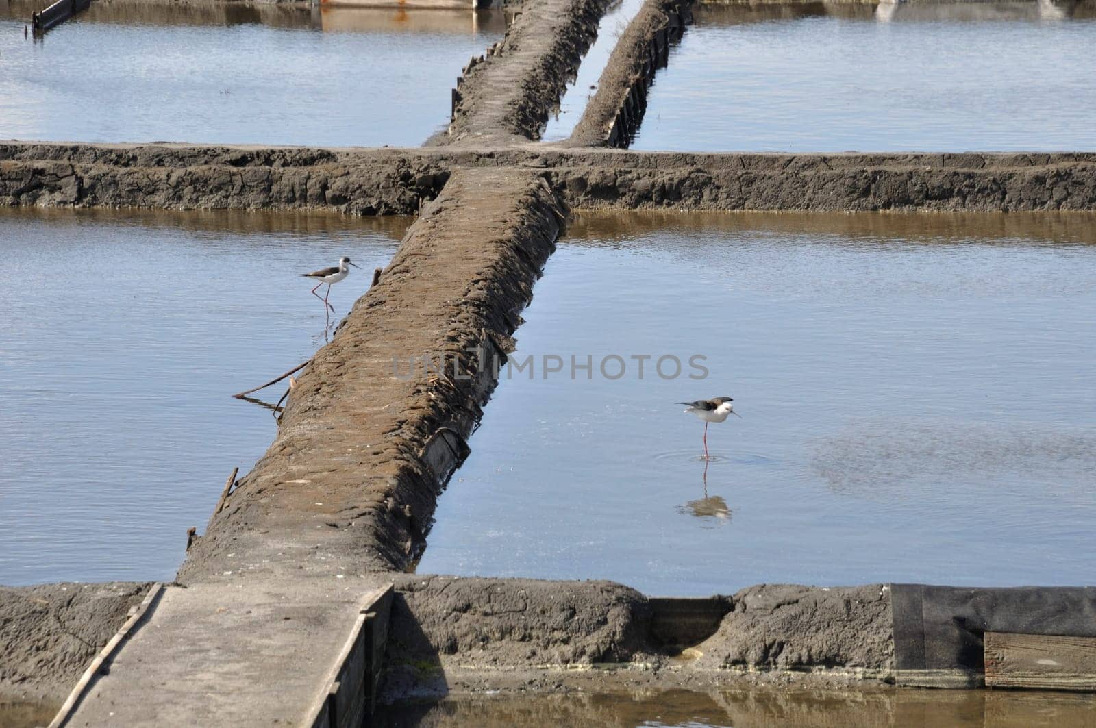 Aveiro salt marshes in Portugal
