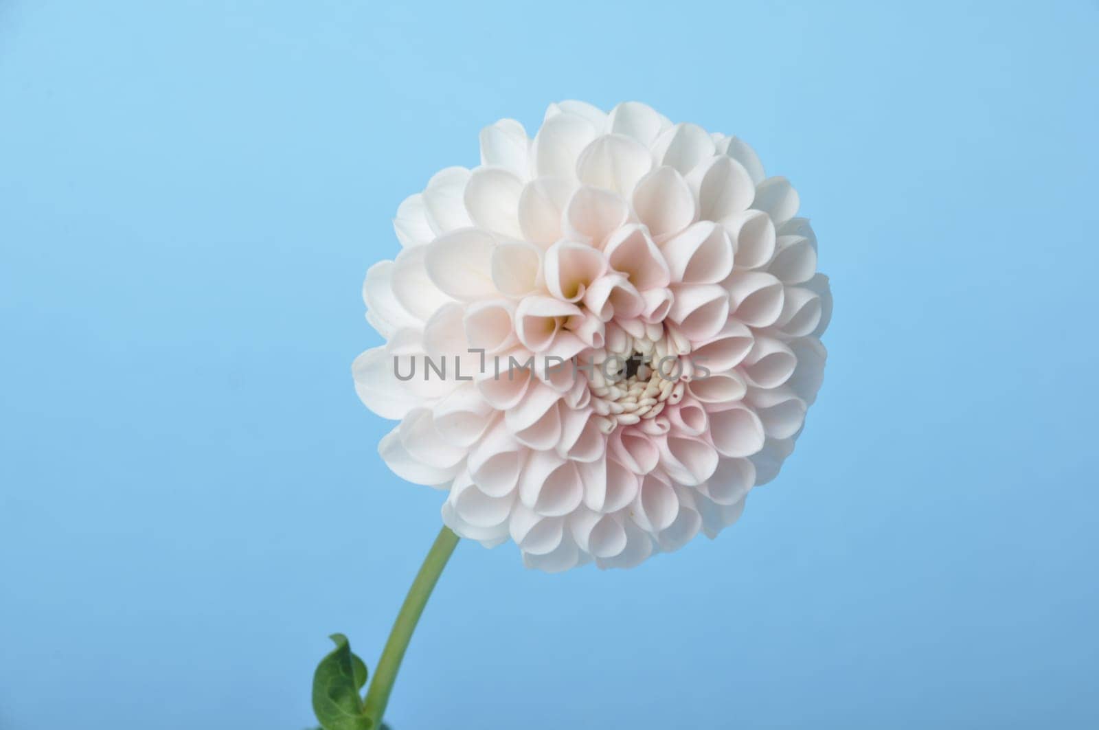 Dahlia pompom on blue background