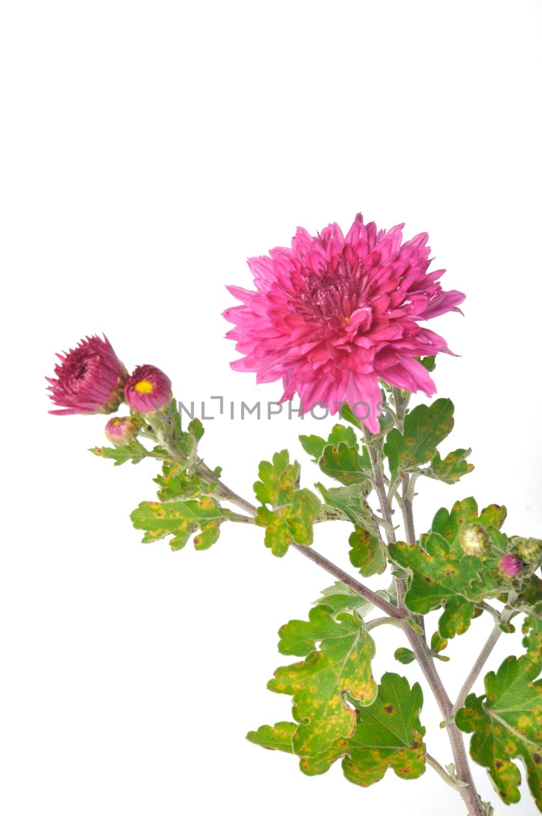 Pink chrysanthemum on a white background