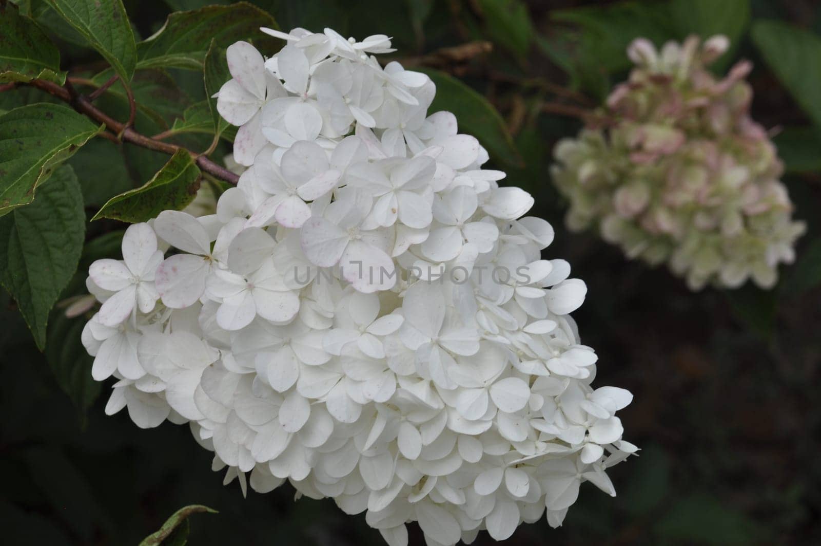 Hydrangea paniculata in a garden