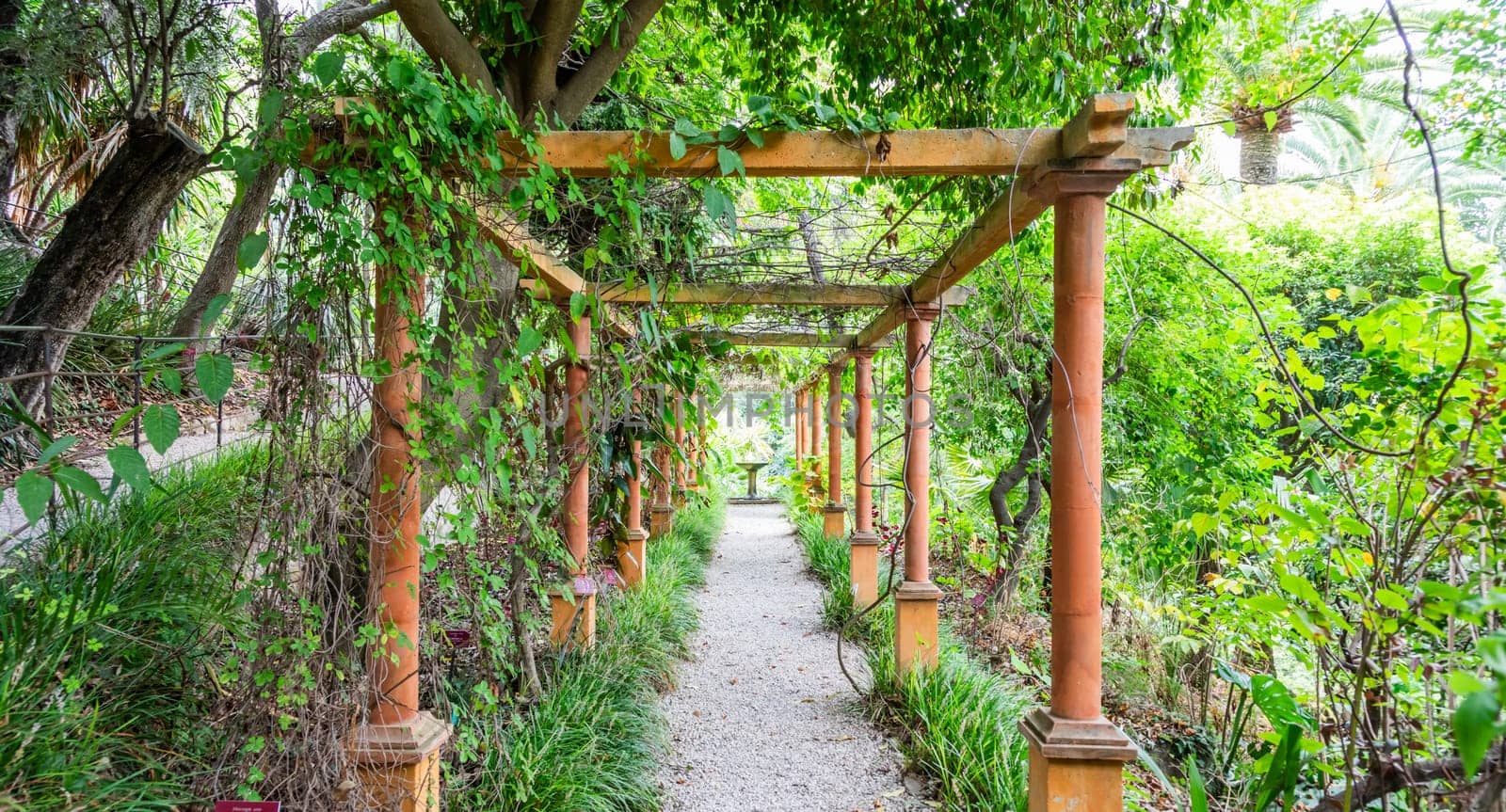 Romantic garden walkway forming a green tunnel, springtime