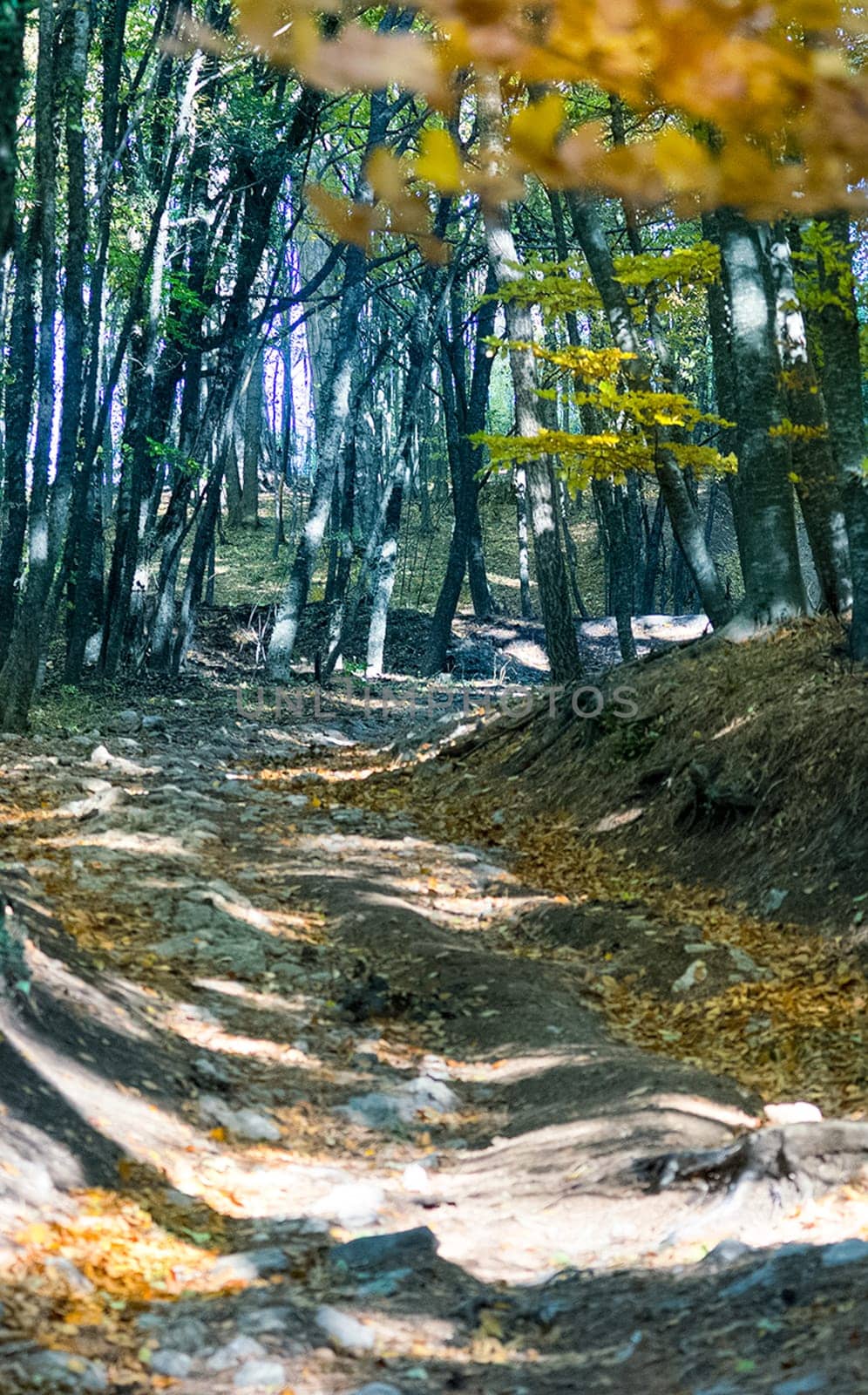 Beautiful autumn forest in the mountains of Crimea. A leaffall in the woods.