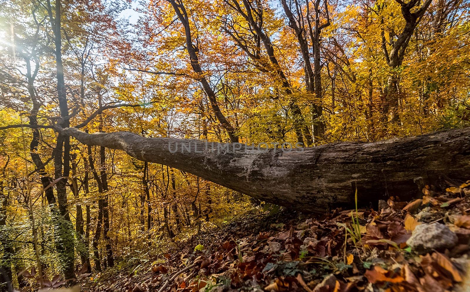 Beautiful autumn forest in the mountains of Crimea. A leaffall in the woods.