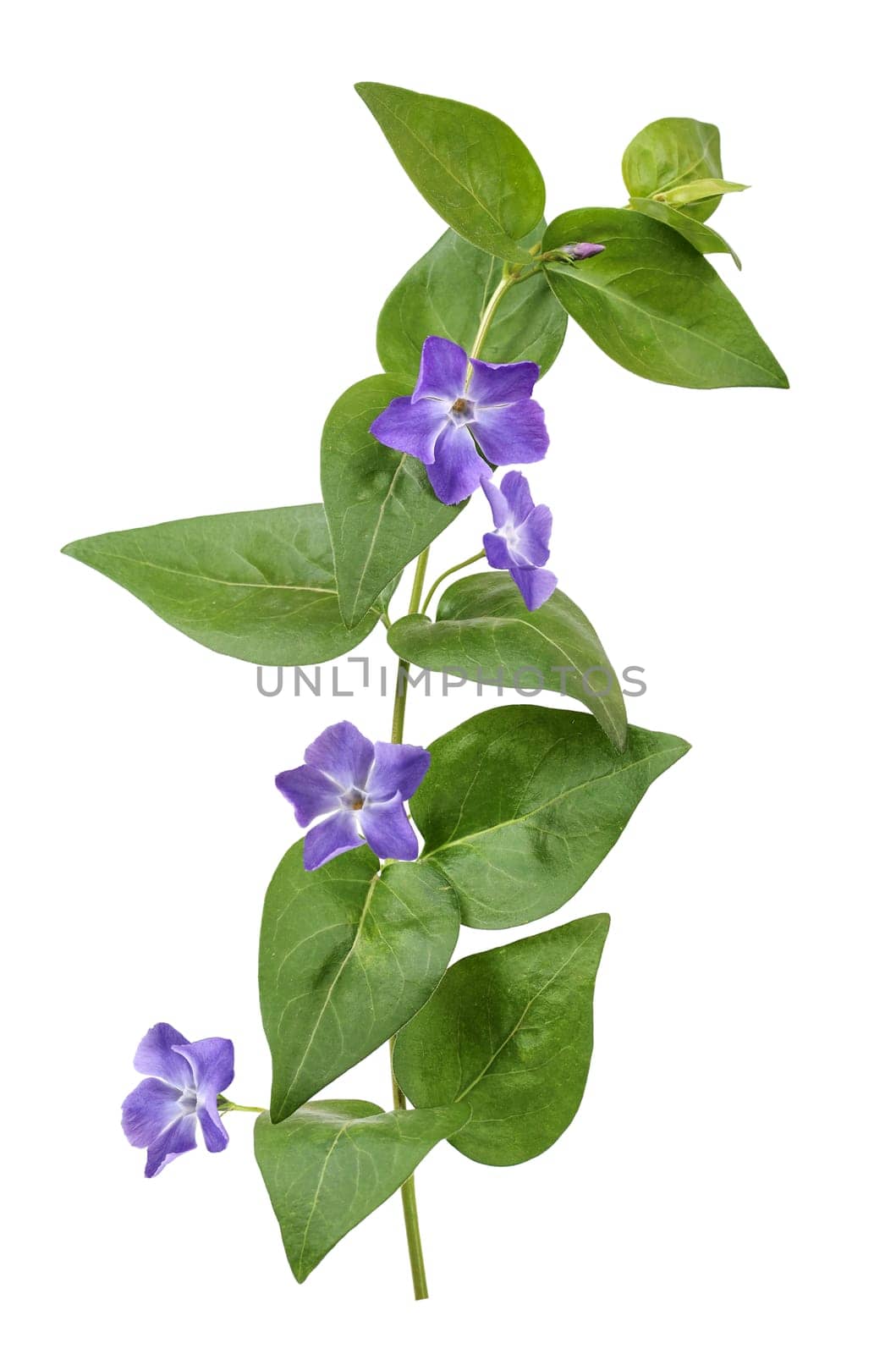 The evergreen is a popular ground cover that does not lose its leaves.