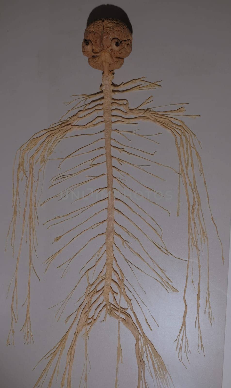 Complete medical dissection of entire human nervous system. High quality photo