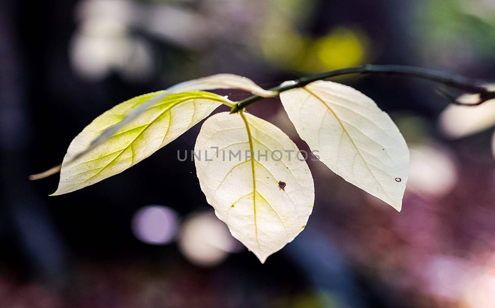 Autumn foliage of yellow leaves in the forest.