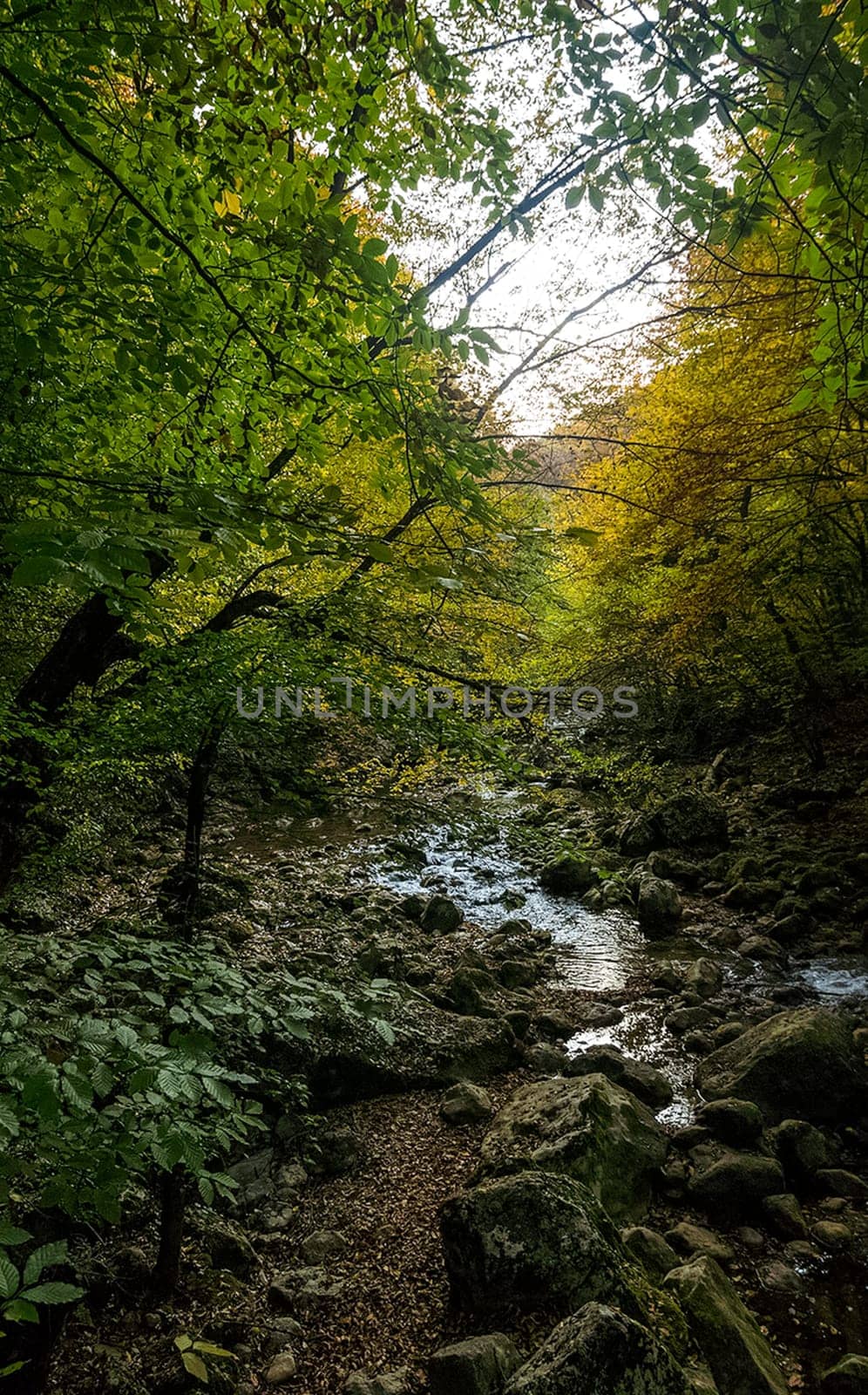 Beautiful autumn forest in the mountains of Crimea. A leaffall in the woods.