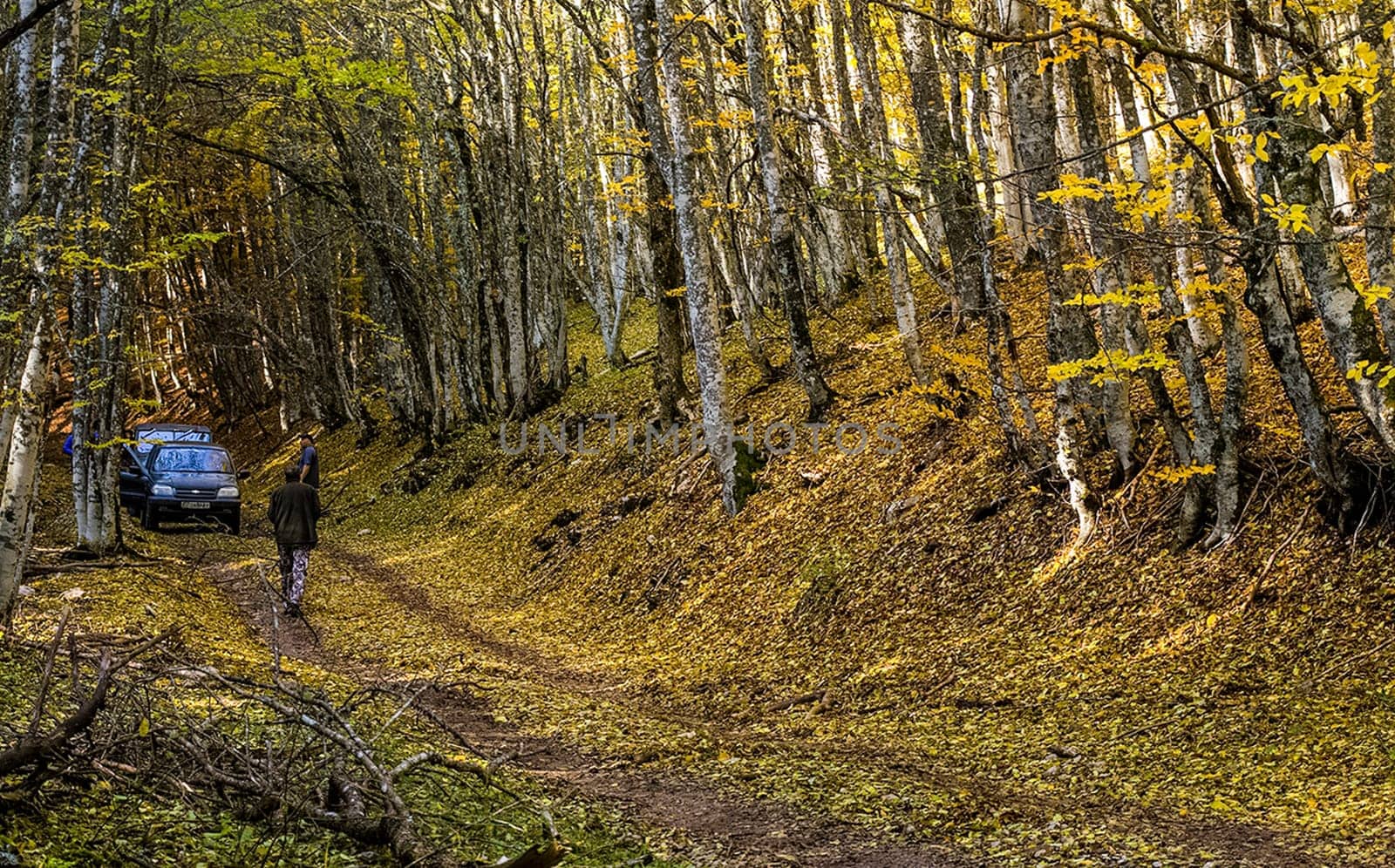 Beautiful autumn forest in the mountains of Crimea. A leaffall in the woods.