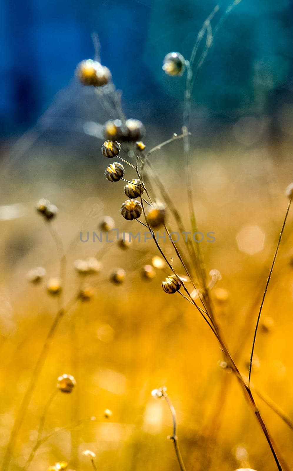 Dry grass in a clearing in the woods. The nature of Crimea.