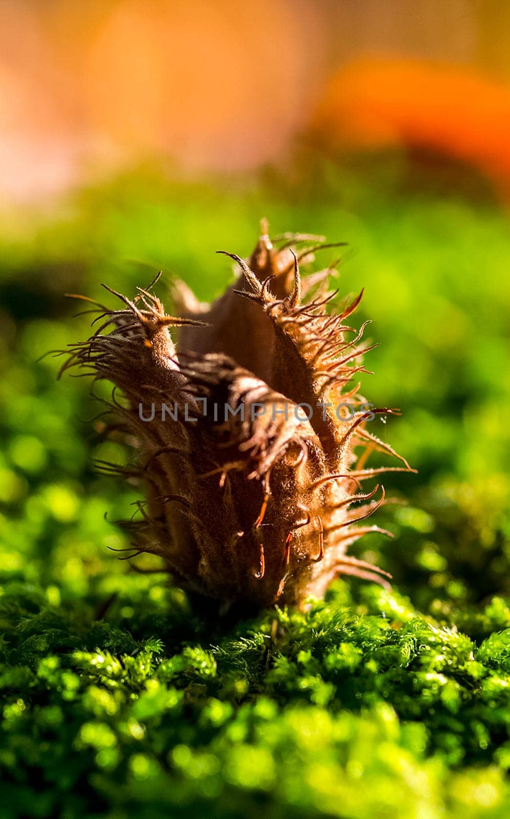Prickly peel from walnut seed. Prickly peel from walnut seed.